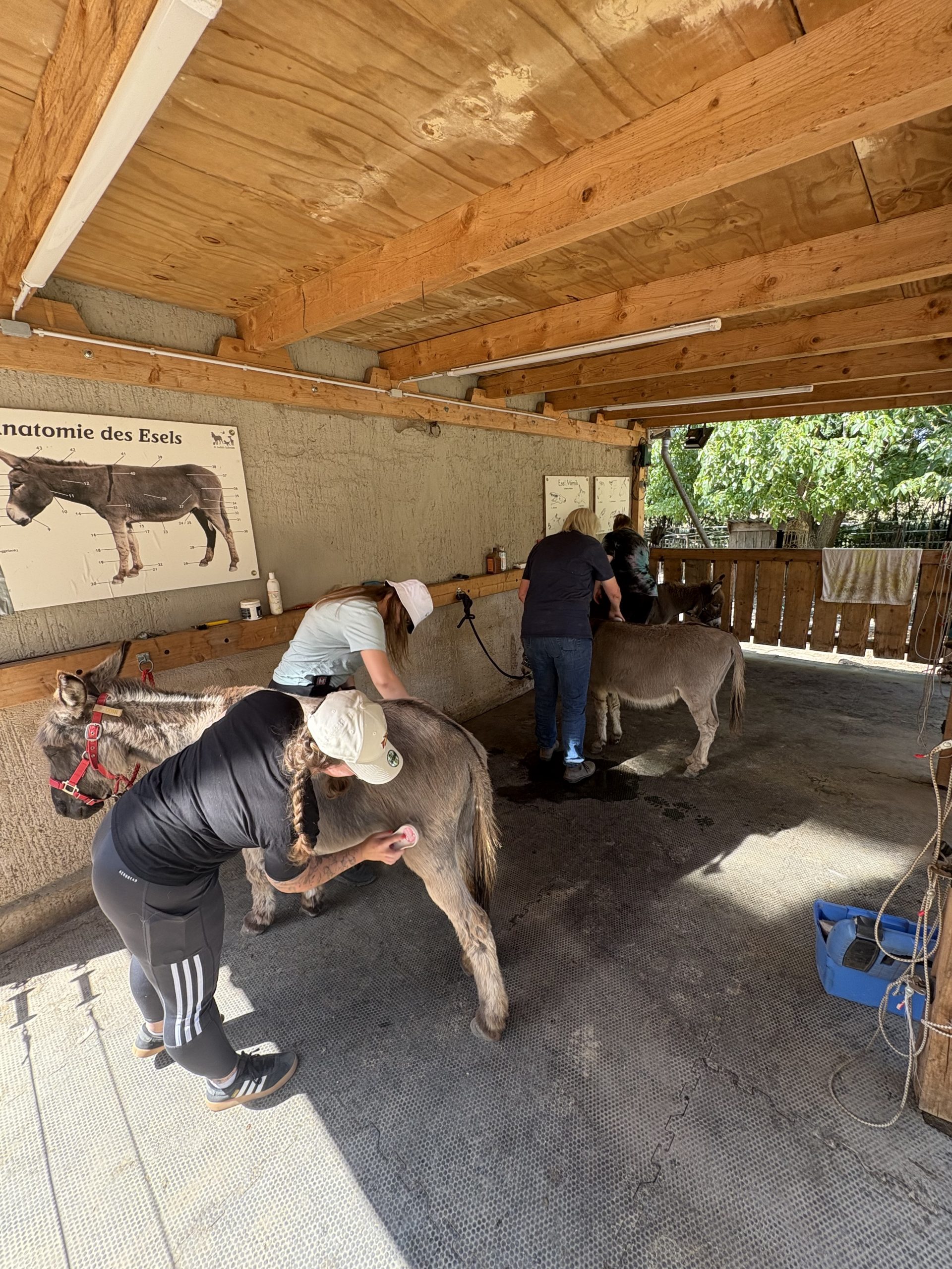 Teamentwicklung im Grünen Erlebnisort Buller & Bü