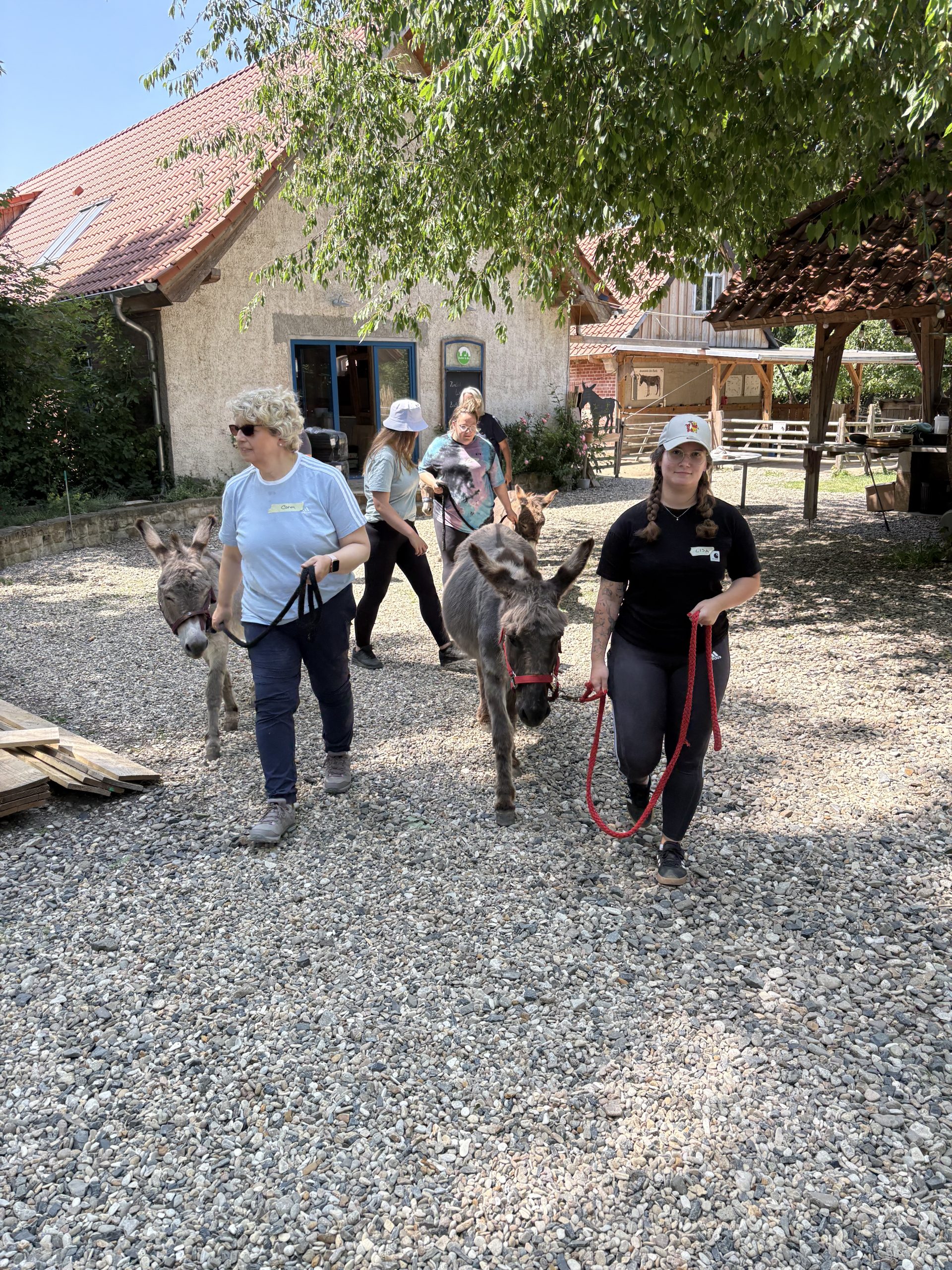 Tiergestütztes Coaching mit Eseln in Buller & Bü