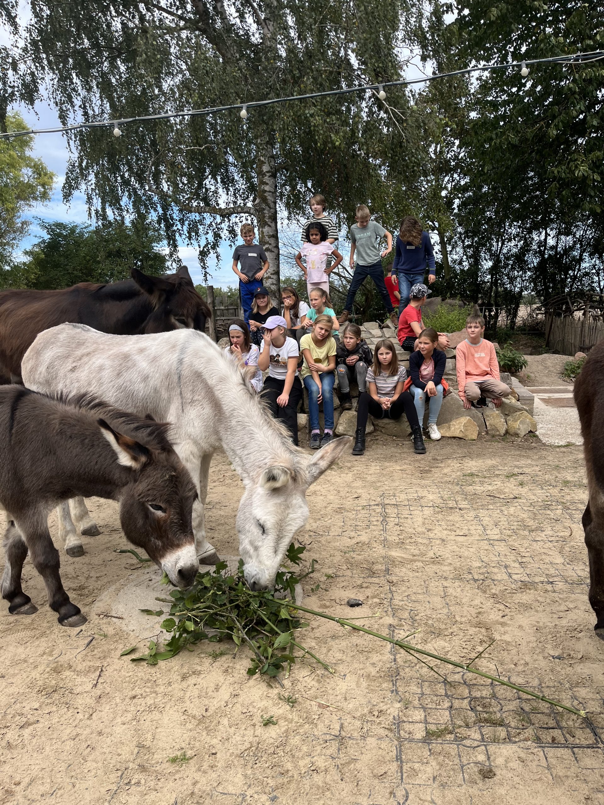 Gemeinsamer Tag mit Eseln und Natur bei Buller & Bü