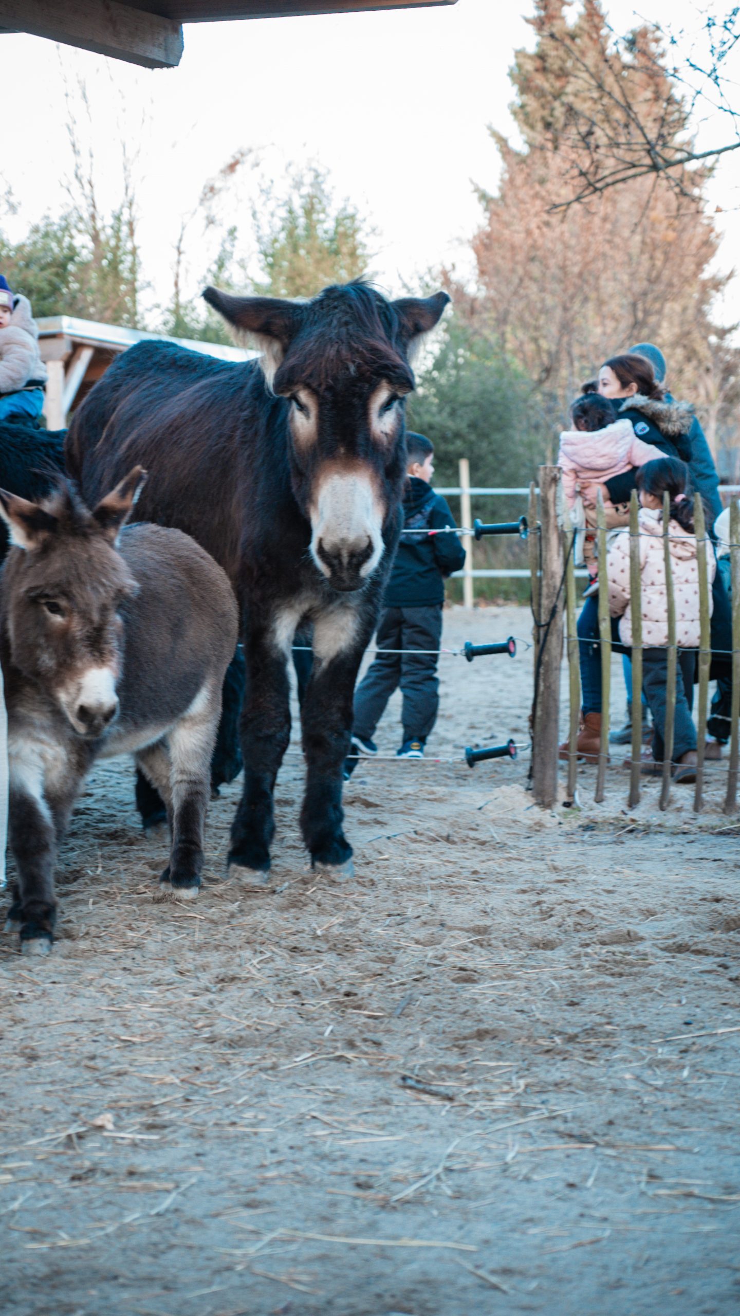 Weihnachtsmarkt Buller und Bü